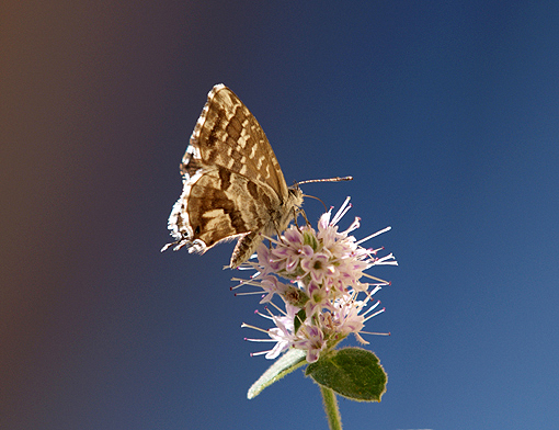 Cacyreus marshalli